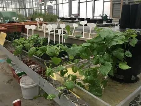 Plants that can survive on Mars being tested by students in Villanova University